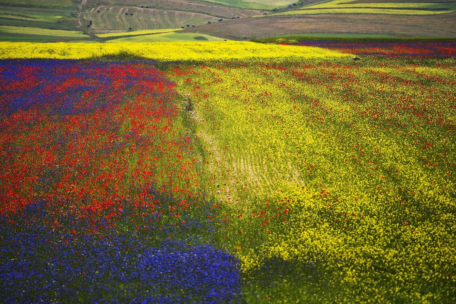 il blu, il rosso e il giallo della fioritura sul Pian Perduto, nel luglio 2015