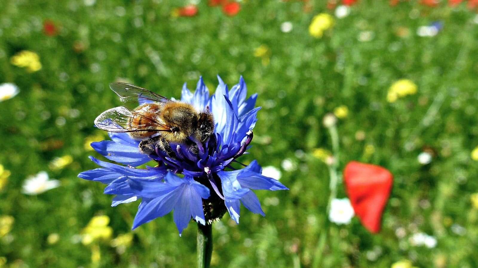 un'ape su un fiordaliso durante la fioritura dei Piani di Castelluccio