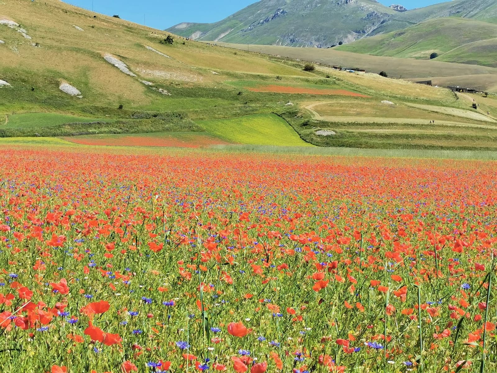 i campi di lenticchia in fiore e i papaveri sui Piani di Castelluccio, nel giugno 2021