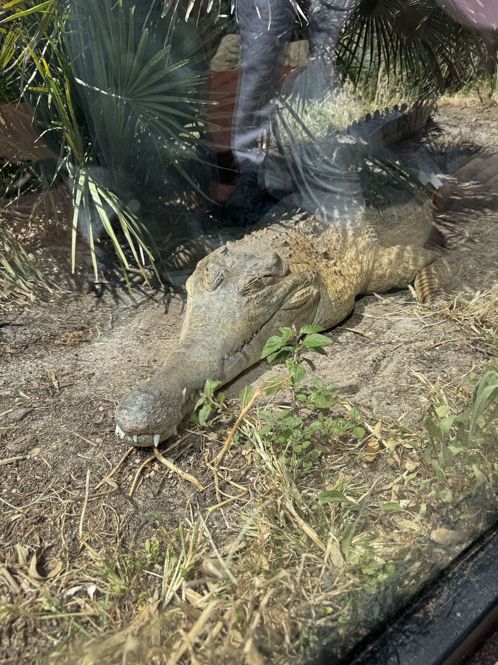 un coccodrillo al sole dietro il vetro, nella sezione dei Cocodrils