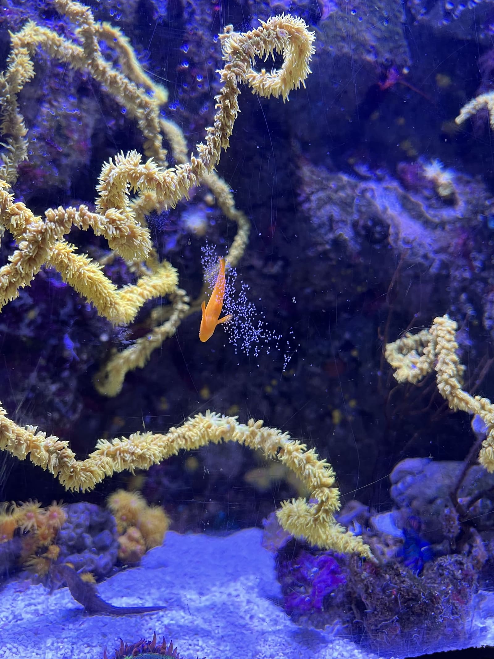 un pesce arancione fra i coralli molli, nei Temperats i Tropicals