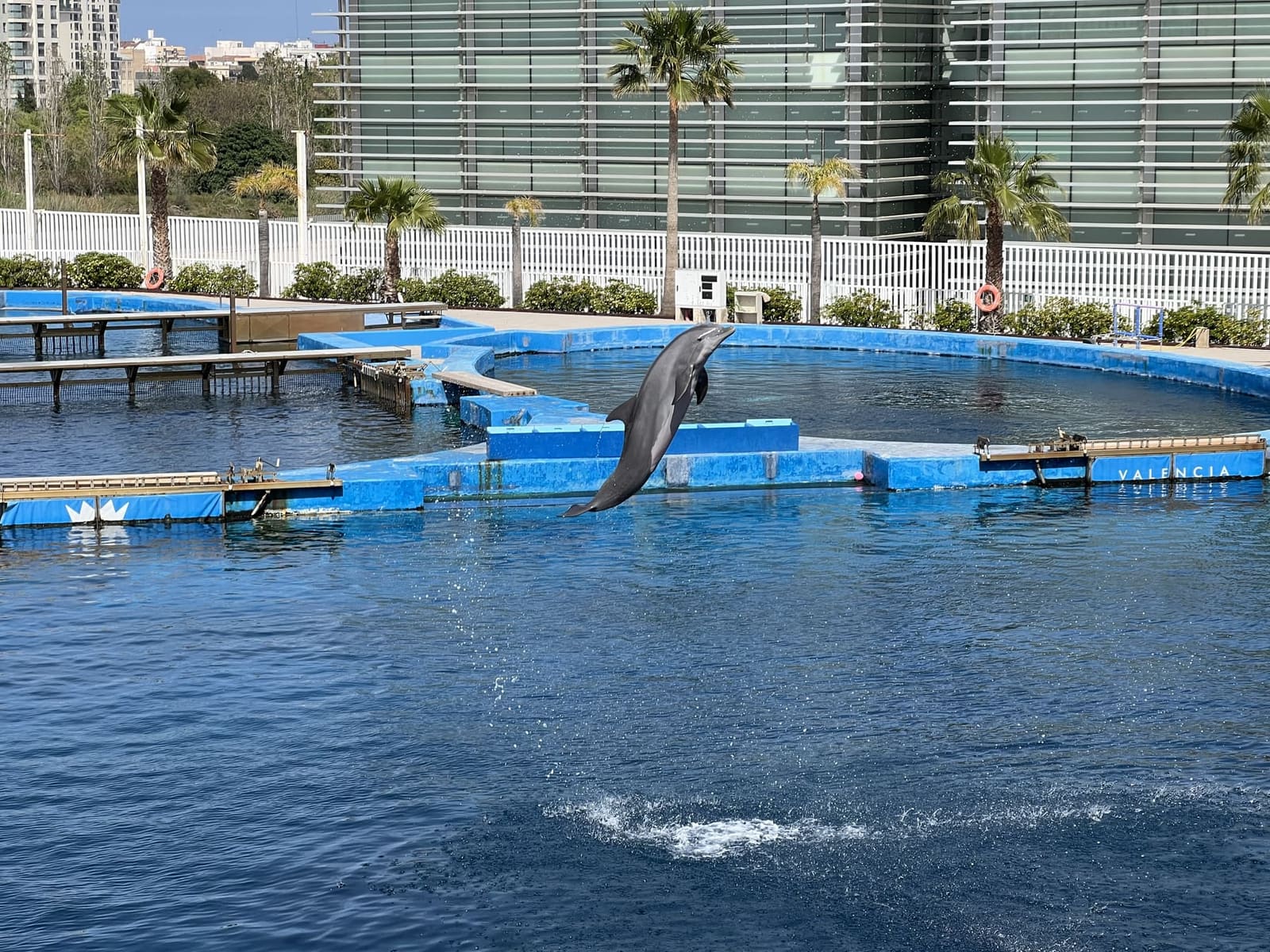 un tursiope in salto sopra la vasca del Dofinari, il delfinario