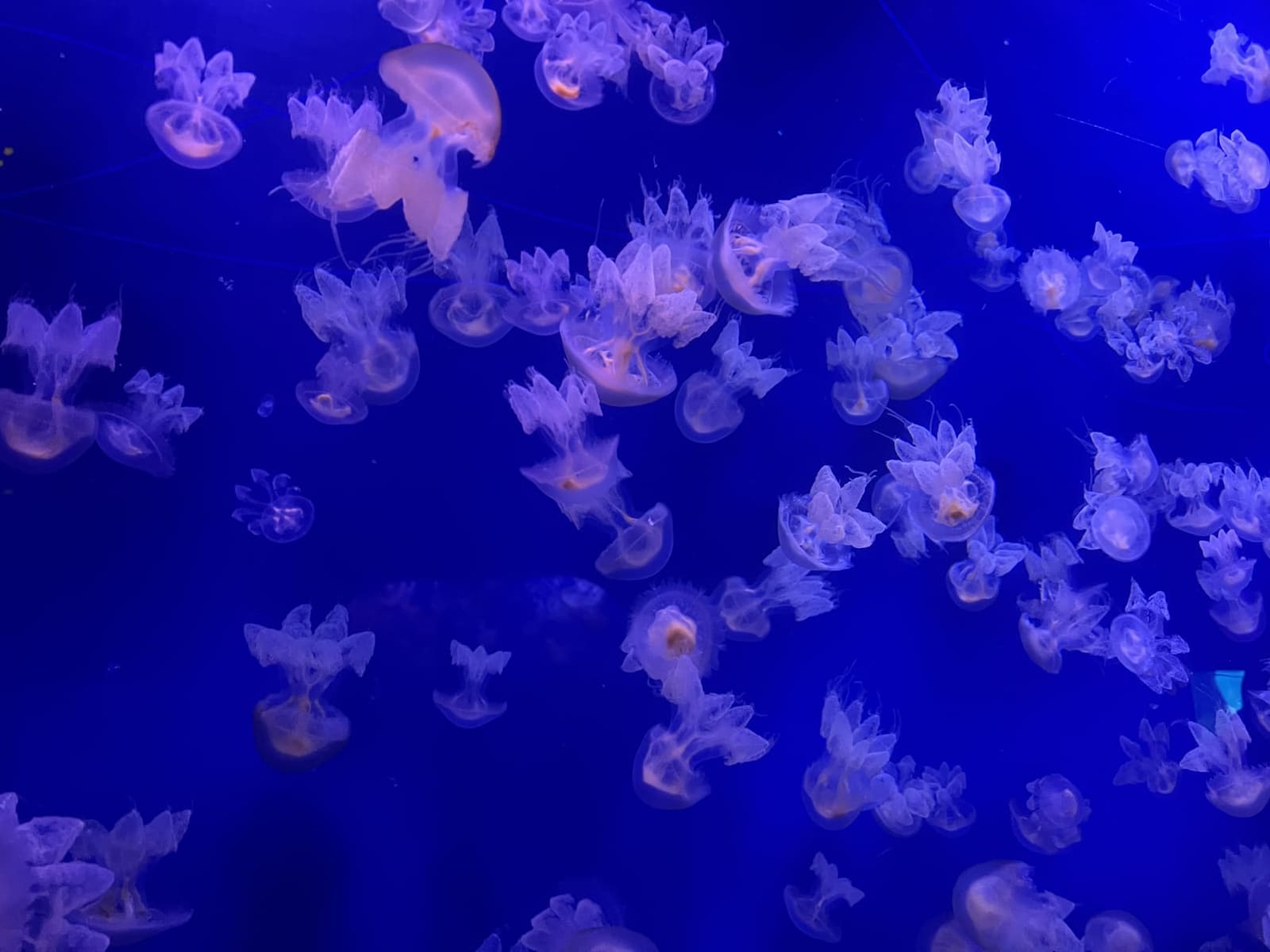 le meduse nella colonna d'acqua dei Temperats i Tropicals