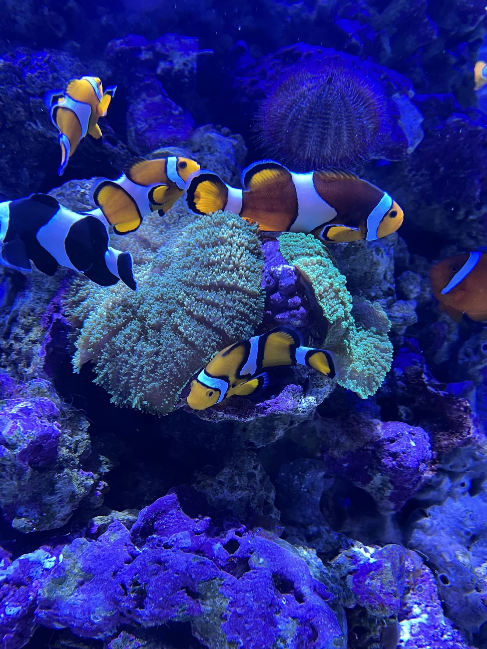 la famiglia dei pesci pagliaccio sull'anemone, negli acquari tropicali