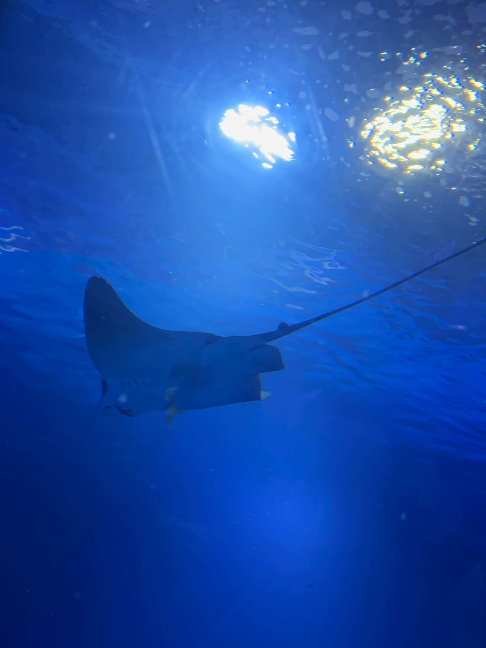 una razza controluce contro il pelo dell'acqua, nella vasca degli Oceans