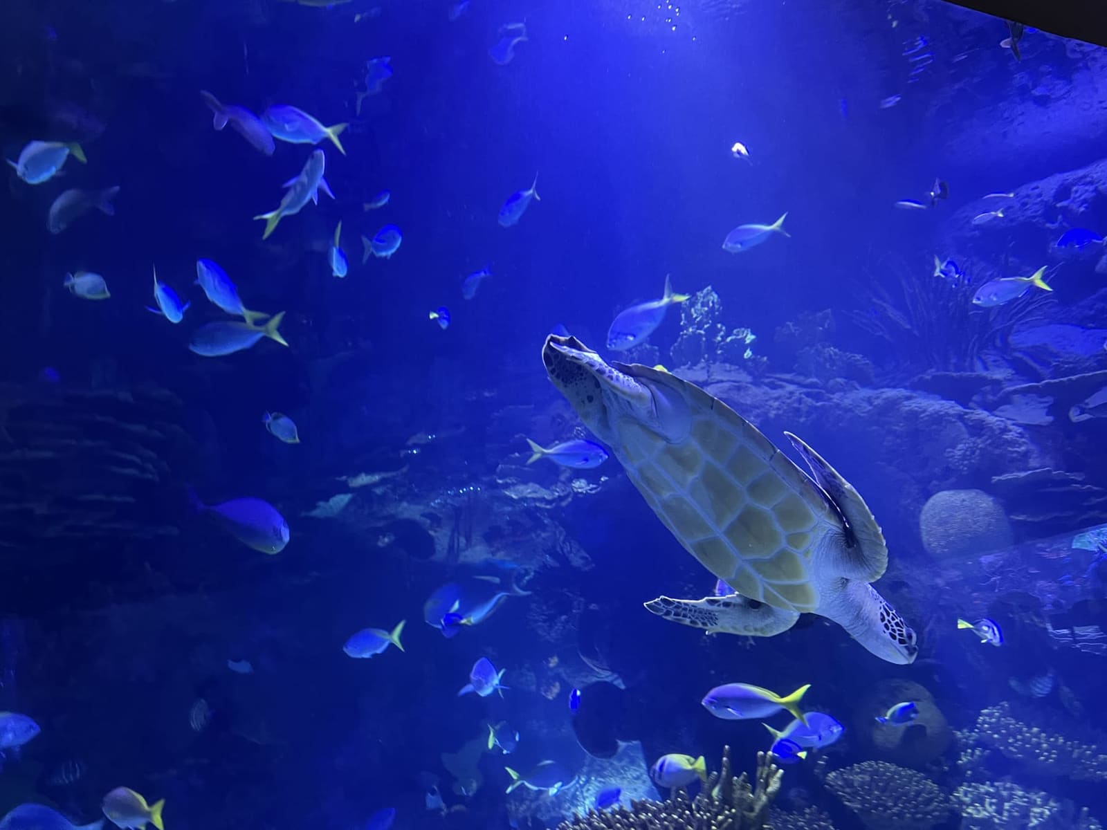 una tartaruga marina sopra la barriera corallina, nel grande acquario tropicale