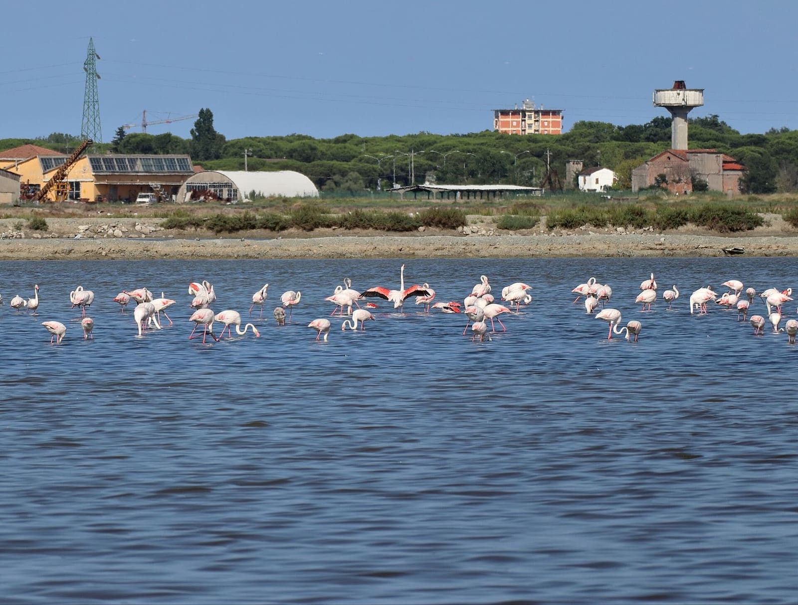 die rosa Flamingos in den Becken der Saline von Cervia