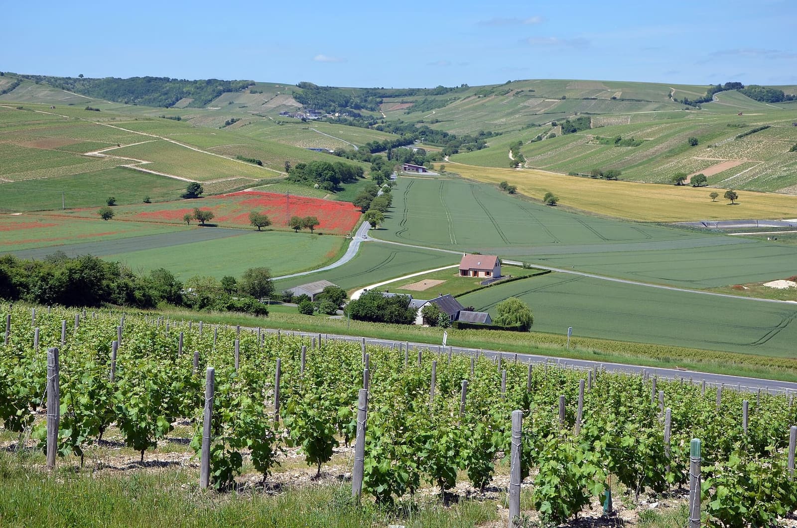 le vigne intorno a Sancerre con un campo di papaveri, a giugno