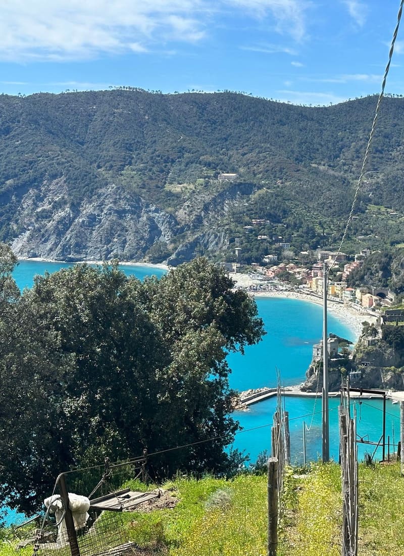 la baia di Monterosso vista dai terrazzamenti, fra i pali e i cavi delle vigne