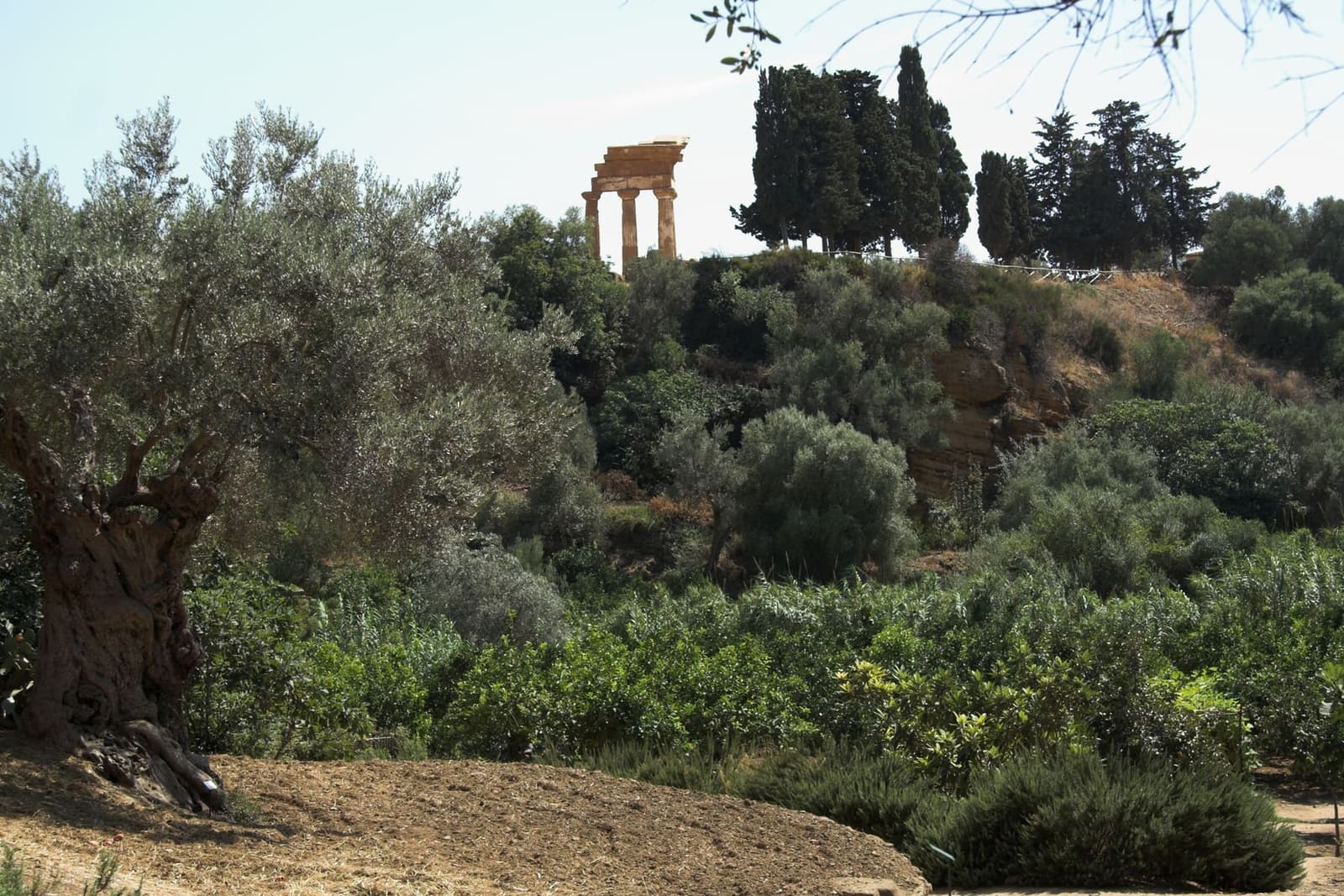 dal giardino della Kolymbethra, fra gli ulivi, le colonne del tempio dei Dioscuri in cima al costone