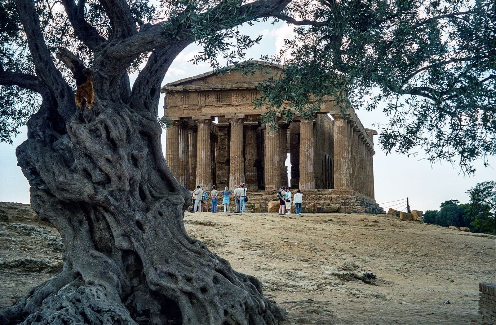l'ulivo secolare davanti al tempio della Concordia, con il tronco scavato dagli anni