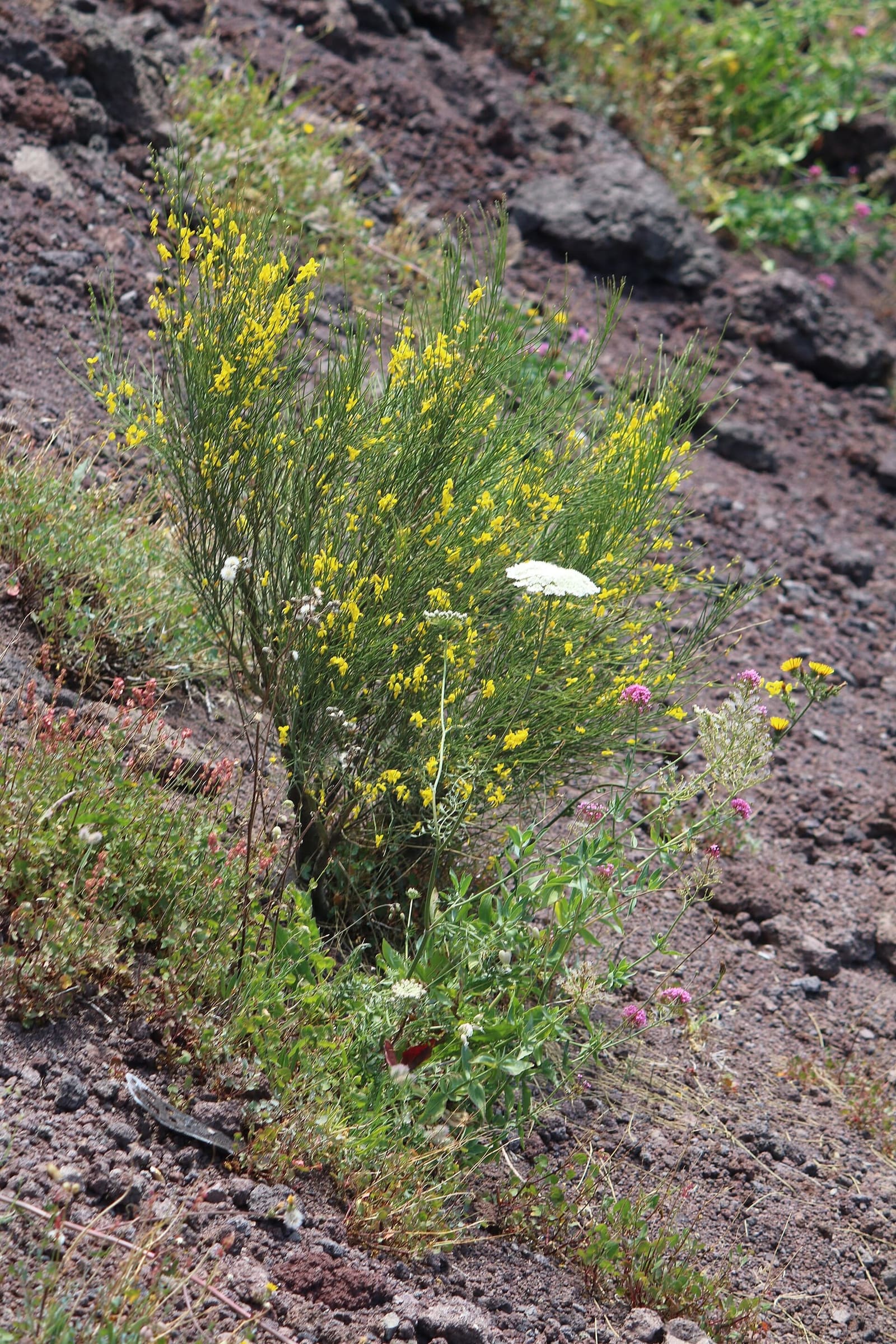 una ginestra fiorita sulla cenere, a luglio