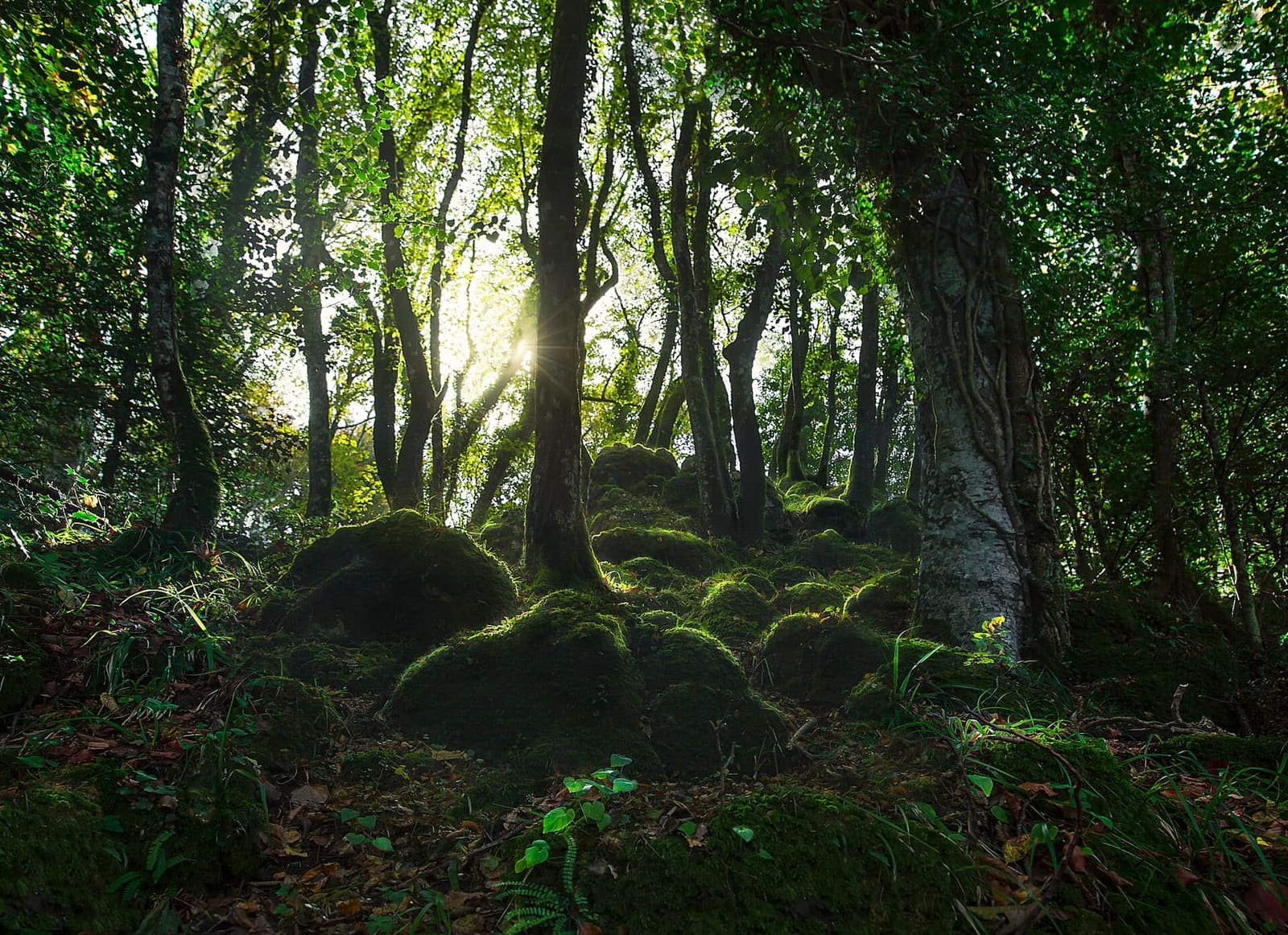 il sottobosco della Foresta Umbra, con il muschio sui ceppi