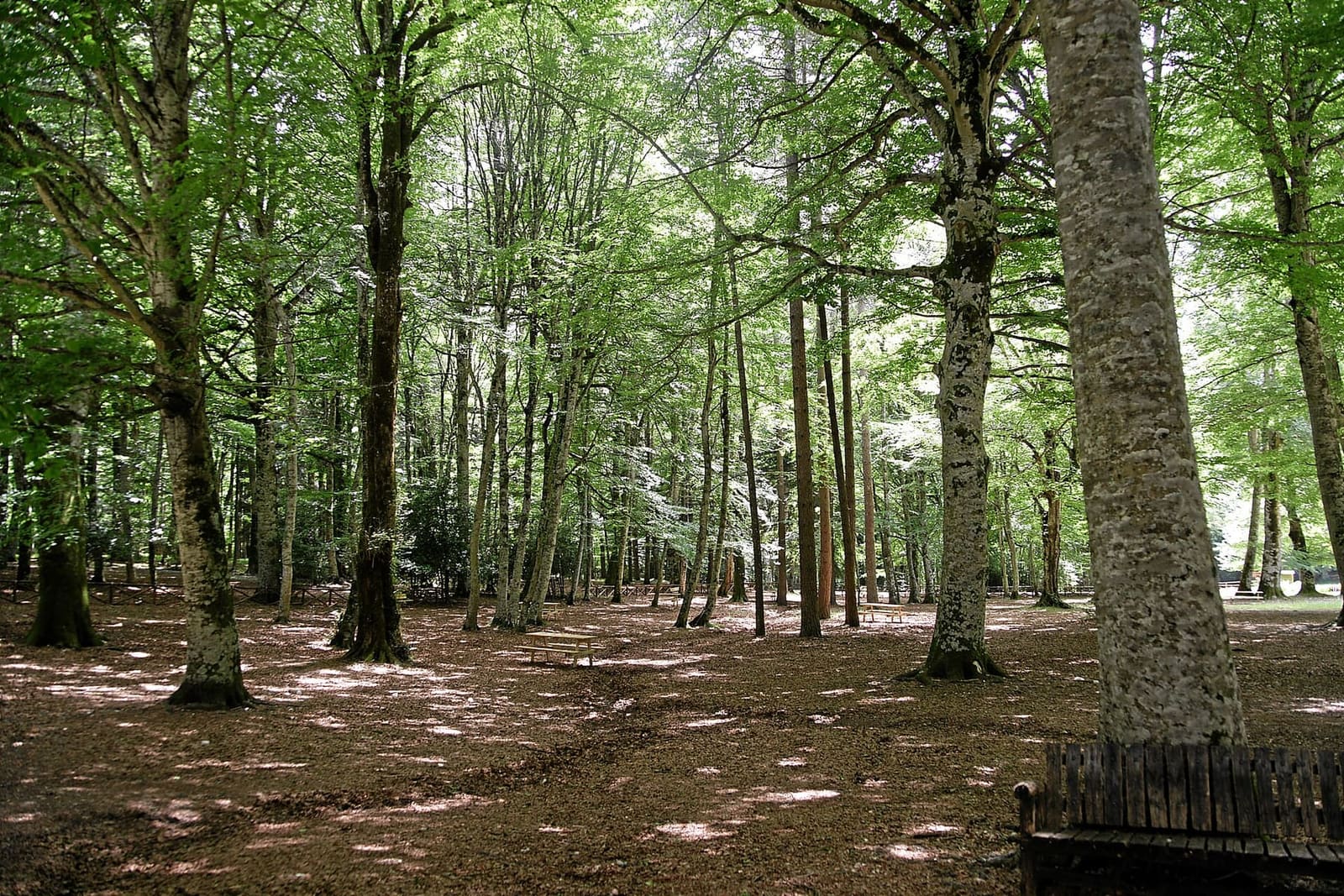 i faggi alti della Foresta Umbra