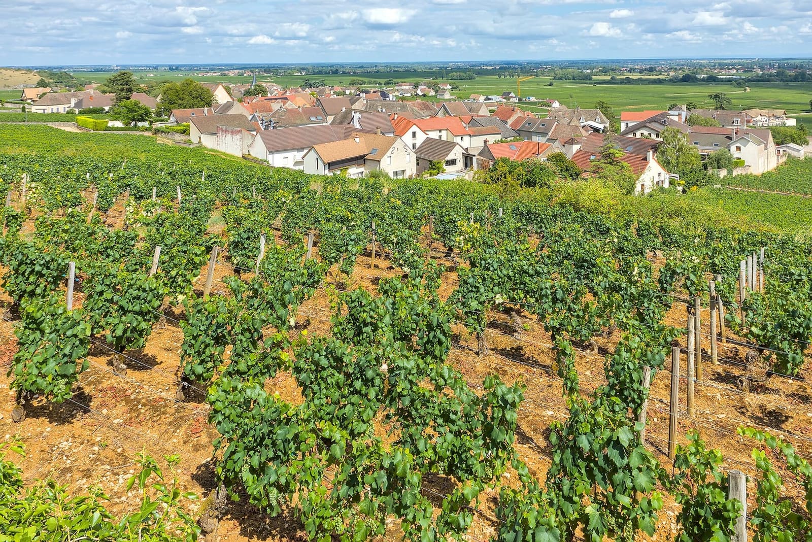 Chassagne-Montrachet in fondo ai filari