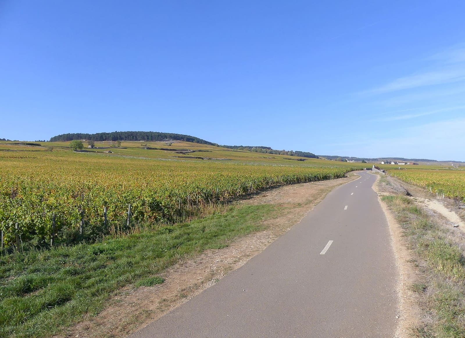 la ciclabile asfaltata fra i filari, a nord di Meursault in direzione di Beaune, in autunno