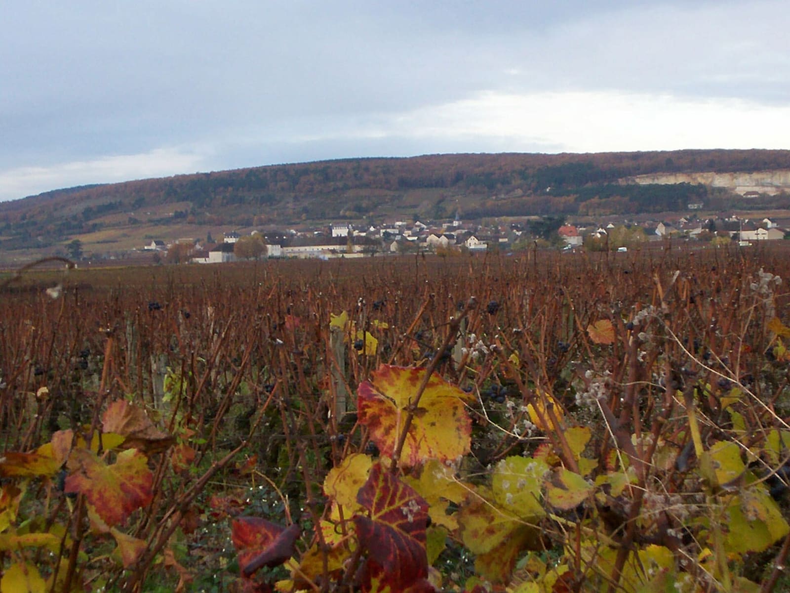 le vigne di Puligny-Montrachet d'inverno, con Chassagne sotto la collina