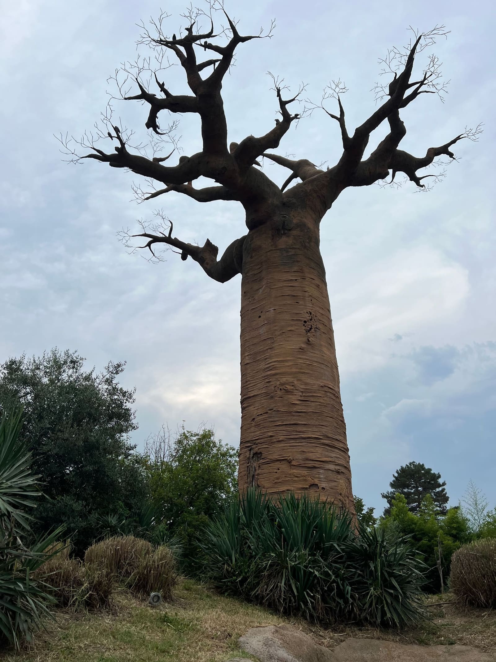 il baobab contro il cielo della sera, in fondo al prato