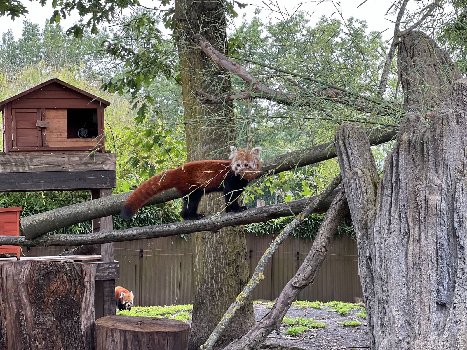 un panda rosso disteso sul ramo, al Tempio delle Tigri