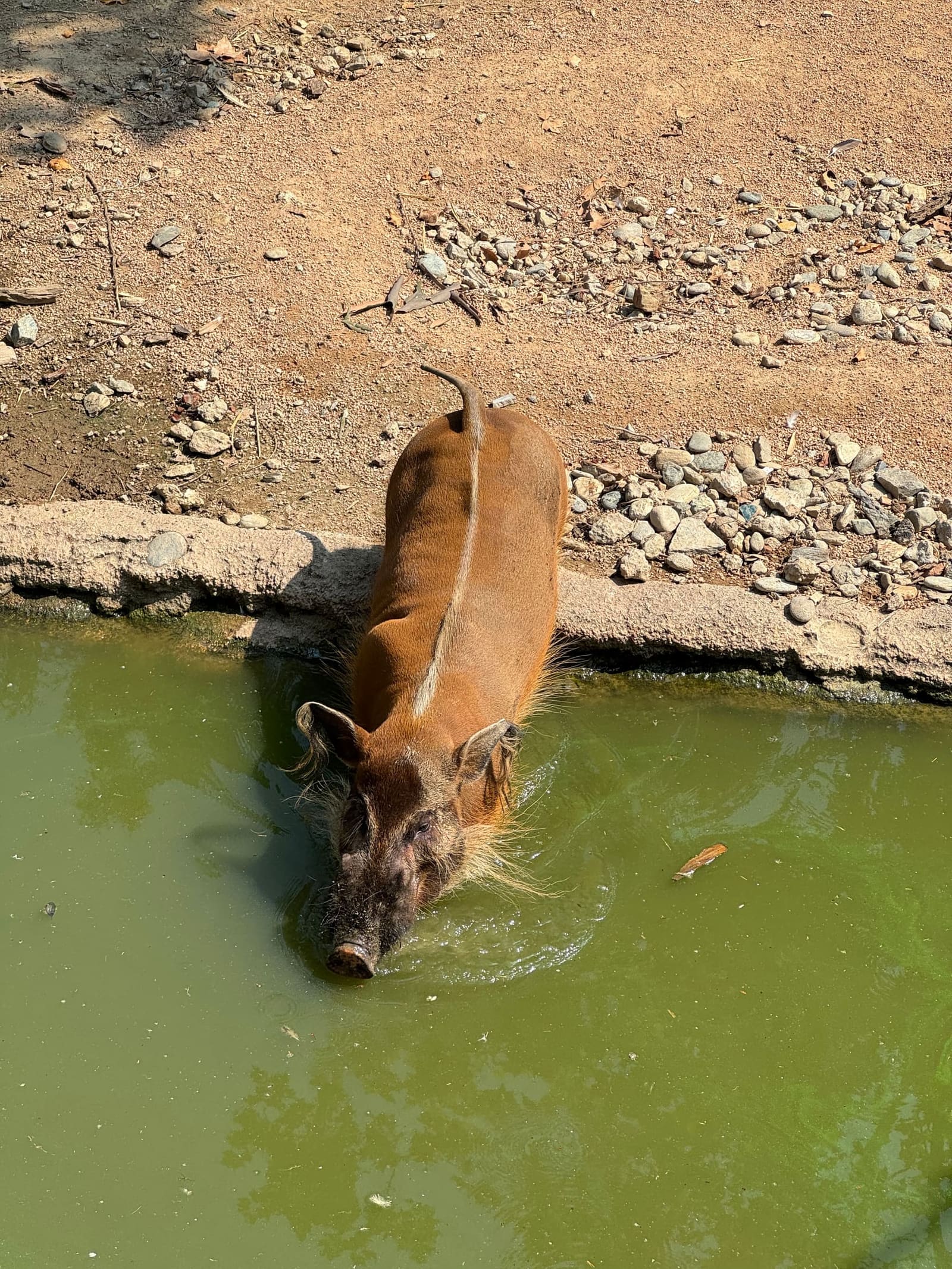 un potamocero entra nella pozza a bere, con la criniera bianca lungo la schiena