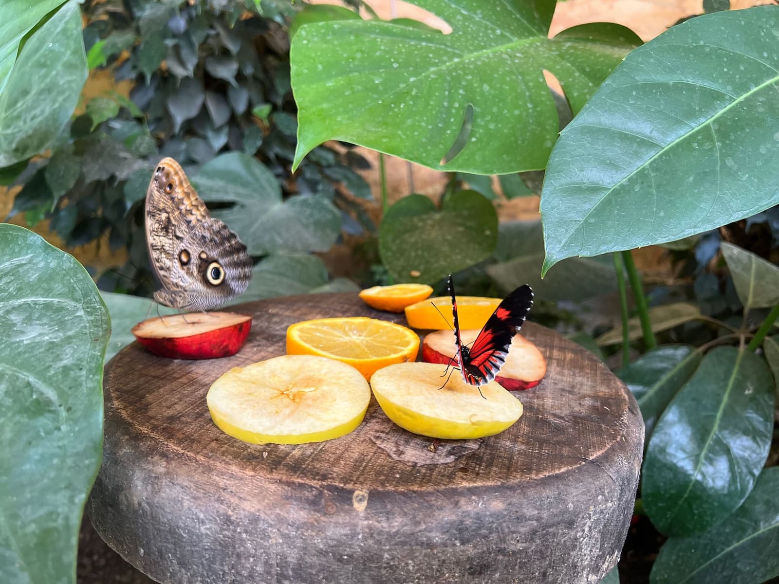 due farfalle sulla frutta tagliata, nell'Oasi delle farfalle